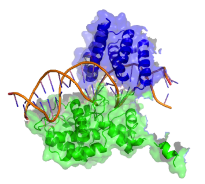 File:CreRecom+DNA(sideview).png