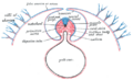 Notochord and surrounding structures