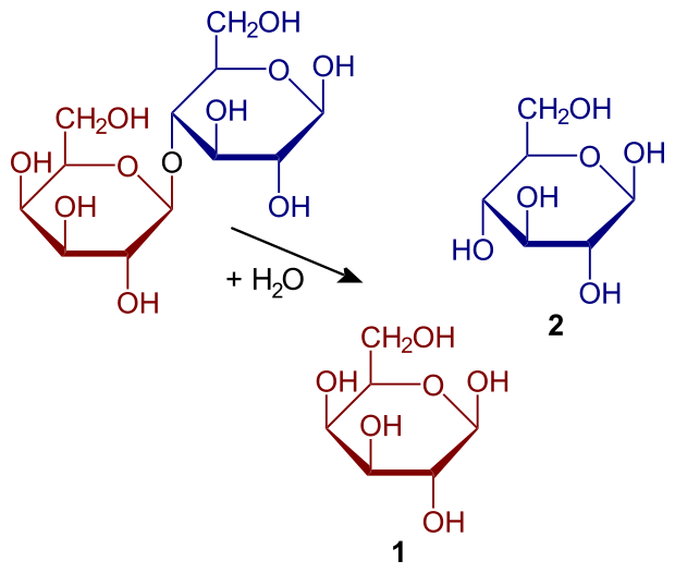 File:Hydrolysis of lactose.svg