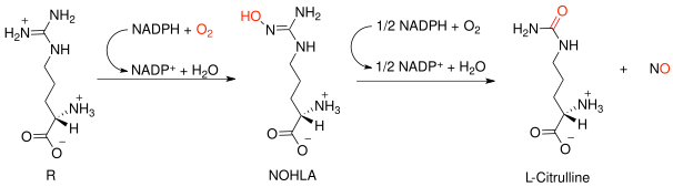 File:NOSreaction.svg