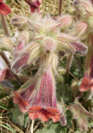 File:Rehmannia.JPG