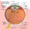 Human_eye