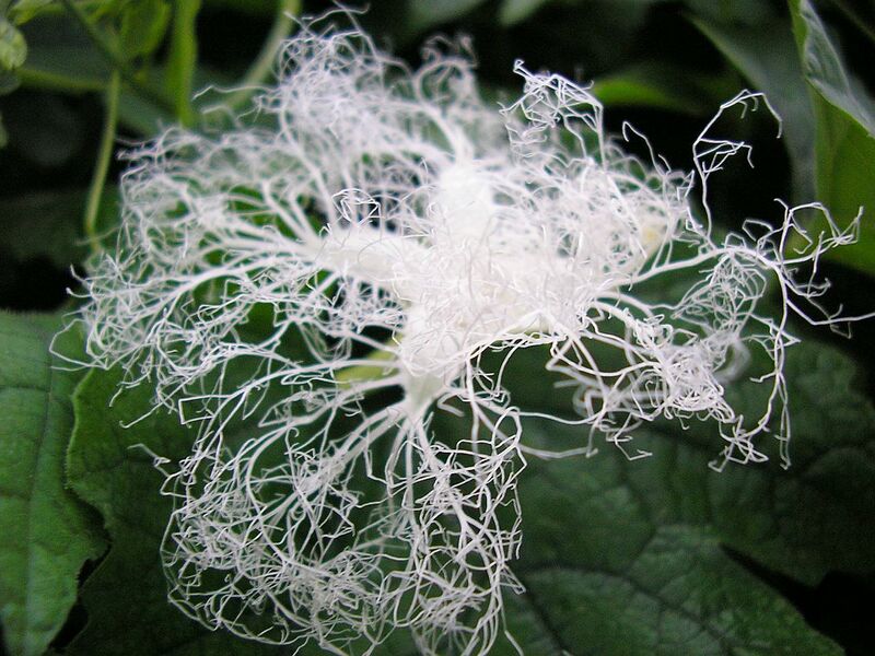 File:Trichosanthes cucumerina flower.jpg