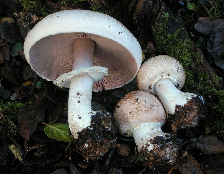 File:Agaricus hondensis 71317.jpg