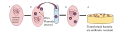 Artificial Bacterial Transformation