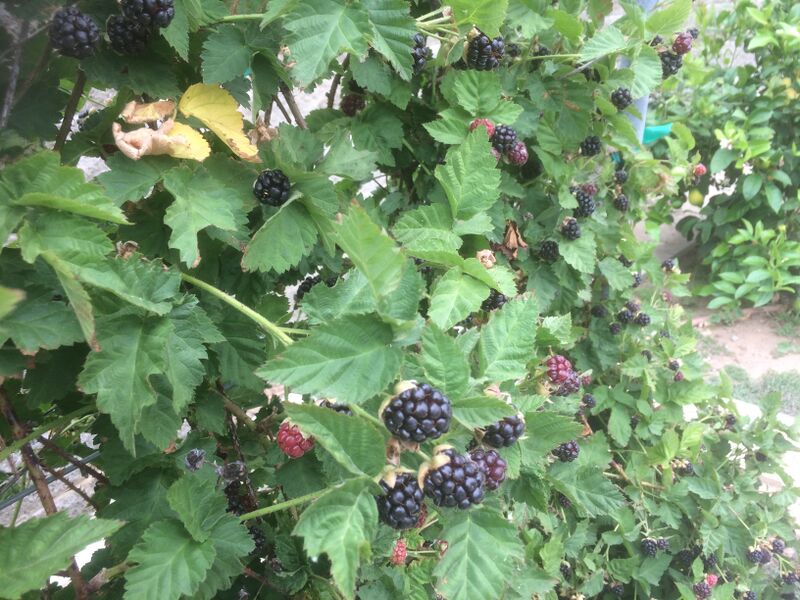File:Boysenberry-LosAngeles2017.jpg