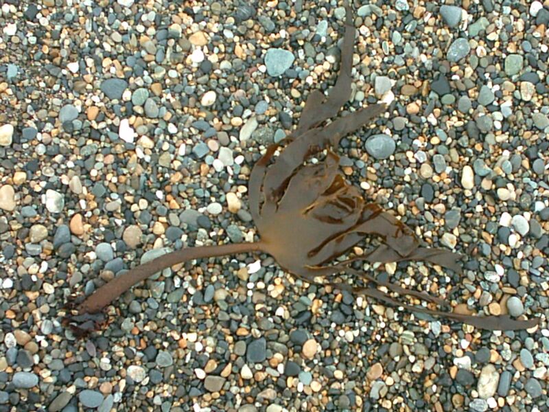 File:Brown algae hi.jpg