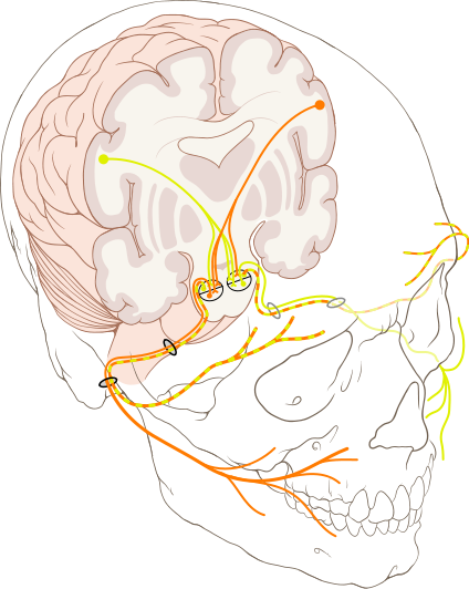 File:Cranial nerve VII.svg