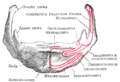 Muscles of the neck