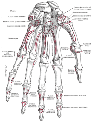 File:Gray219.png
