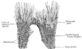 Thumbnail for version as of 17:28, 18 May 2026