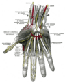Flexor pollicis brevis muscle