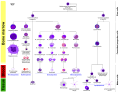 Hematopoiesis (human) diagram en