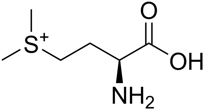 File:Methylmethionine.png