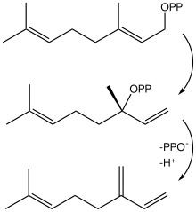 File:MyrceneBiosyn.svg
