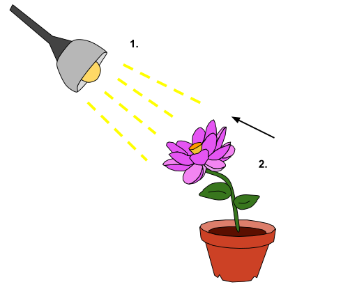 File:Phototrophic Response to Stimulus.svg