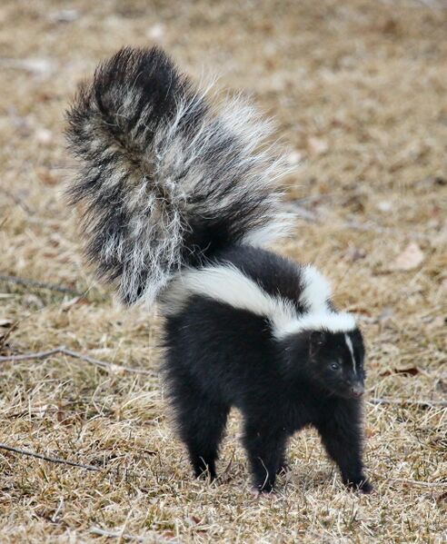 File:Skunk about to spray.jpg