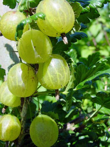 File:Stachelbeeren.jpg