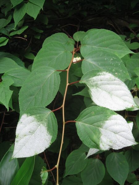 File:Actinidia polygama 02.JPG