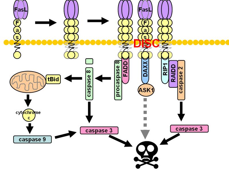 File:Fas signaling.jpg
