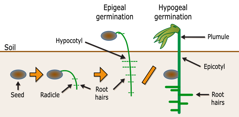 File:Germination-en.svg