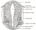 Neurulation