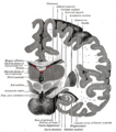 Insular_cortex