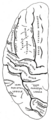 Thumbnail for version as of 17:28, 18 May 2026