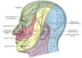 Ansa cervicalis