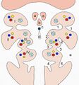 Kiemenbogen (pharyngeal arches)