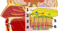 Olfactory system