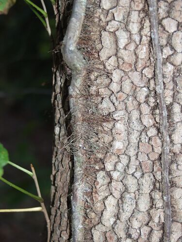 File:Poison ivy vine.jpg