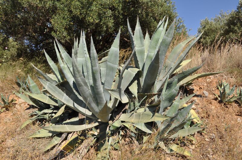 File:Agave americana R01.jpg