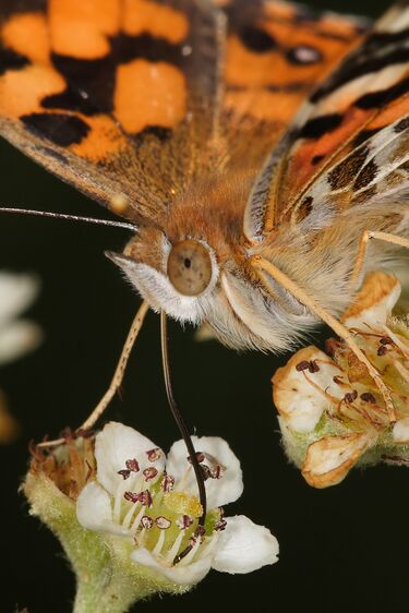 File:Australian painted lady feeding closeup.jpg