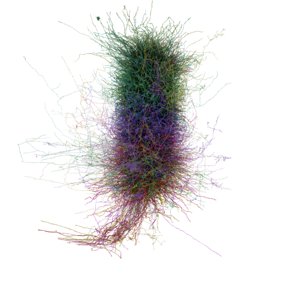 File:Cortical Minicolumn.png