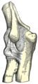 The right humerus. Posterior view.