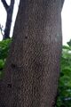 Thumbnail for version as of 03:33, 5 June 2026