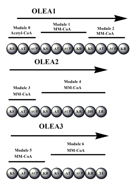 File:Oleandomycin synthesis 1.png
