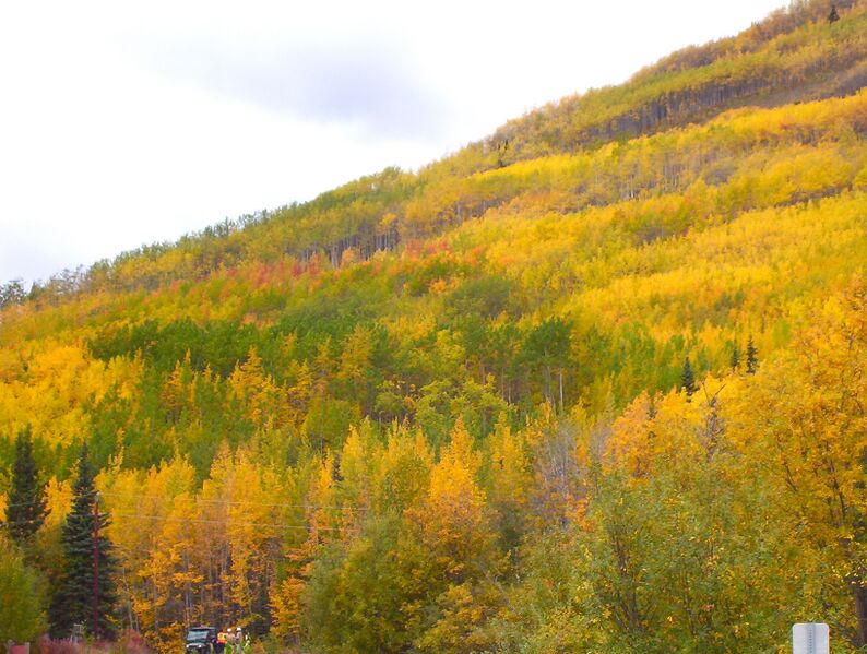 File:Quakingfallcolors.JPG