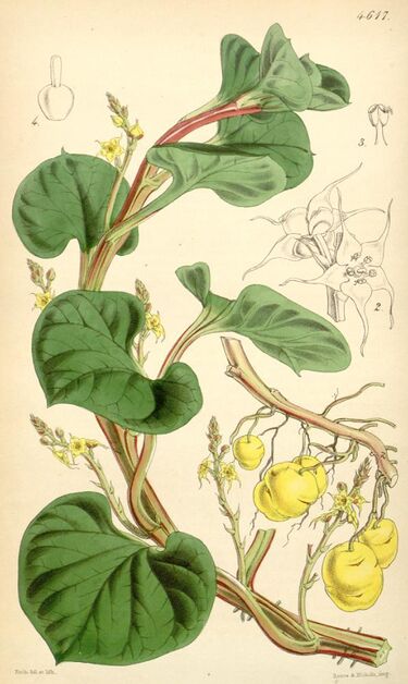 File:Ullucus tuberosus.jpg