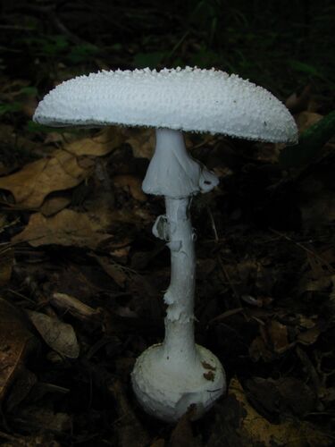 File:Amanita abrupta 49115.jpg