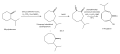 Biosynthesis of beta-thujaplicin from 2-isopropylcyclohexanone