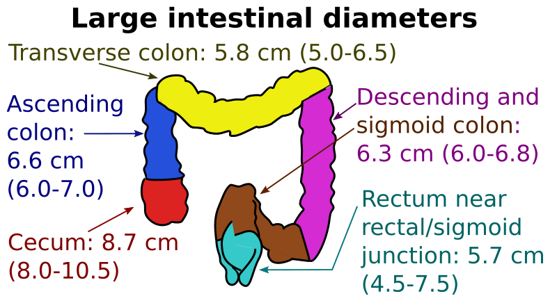File:Diameters of the large intestine.svg