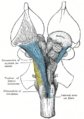 Reticular formation