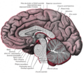 Transverse section of mid-brain at level of superior colliculi