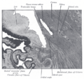 Trabecular meshwork illustration