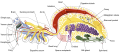 Spider internal anatomy