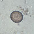 Thumbnail for version as of 12:52, 29 May 2026