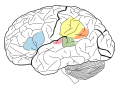 Brain Surface Gyri