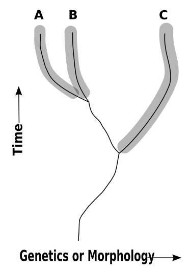 File:Cladistic species.svg